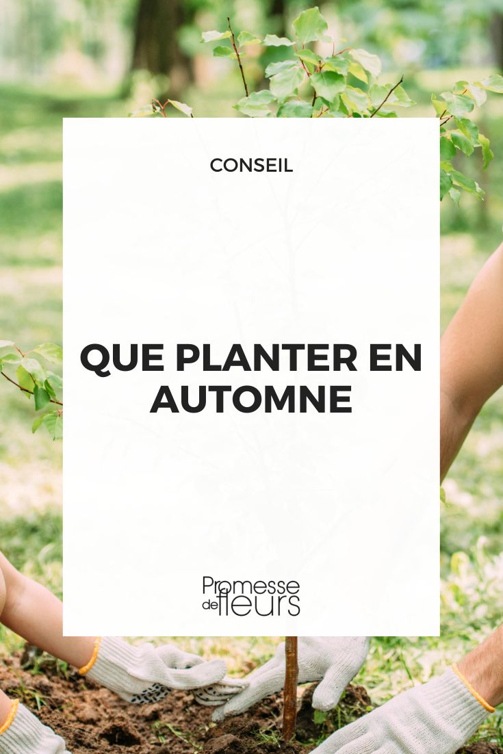 ¿Qué plantar en otoño?