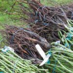 ¡Para tus plantaciones, apuesta por las Raíces desnudas!