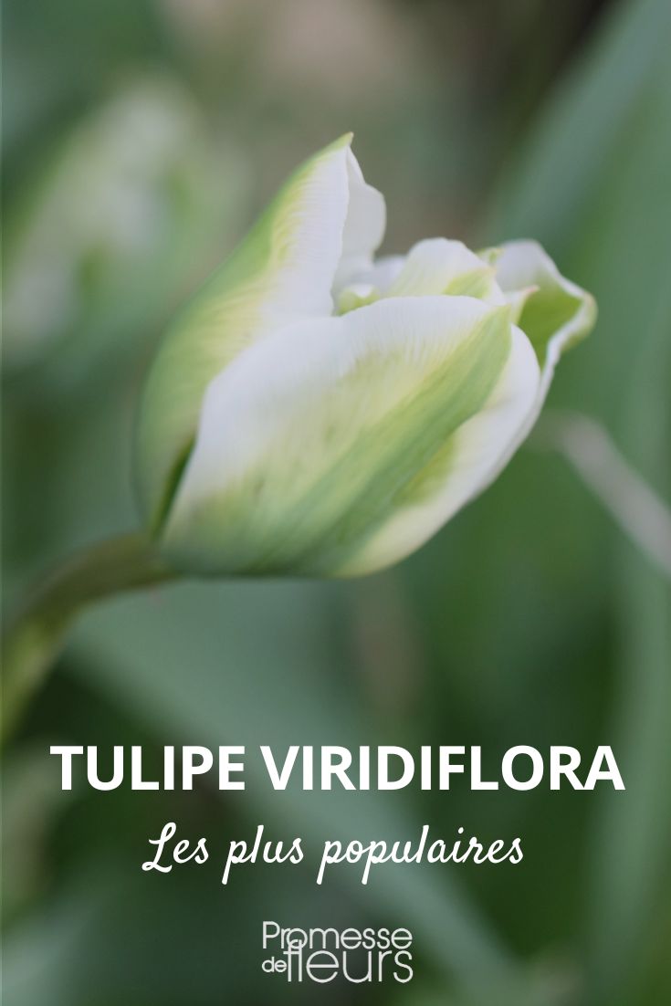 tulipán viridiflora