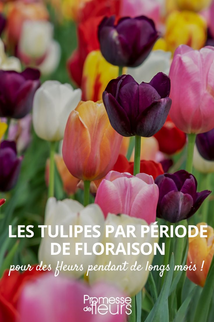 elegir tulipanes según sus épocas de floración