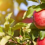 ¿Cómo crear un huerto frutal conservatorio?