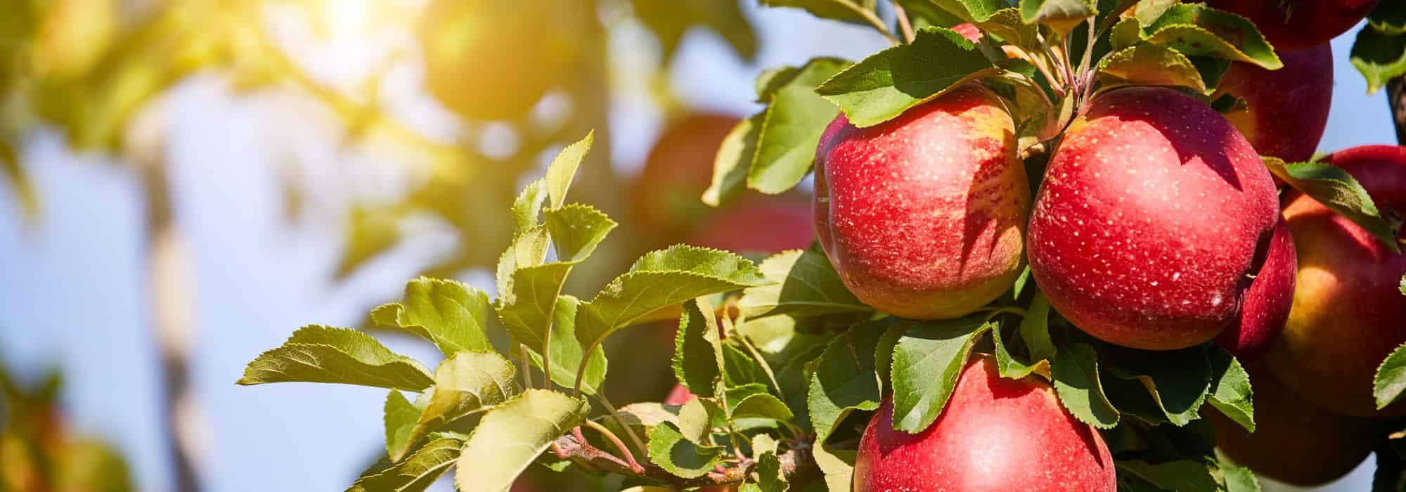 ¿Cómo crear un huerto frutal conservatorio?