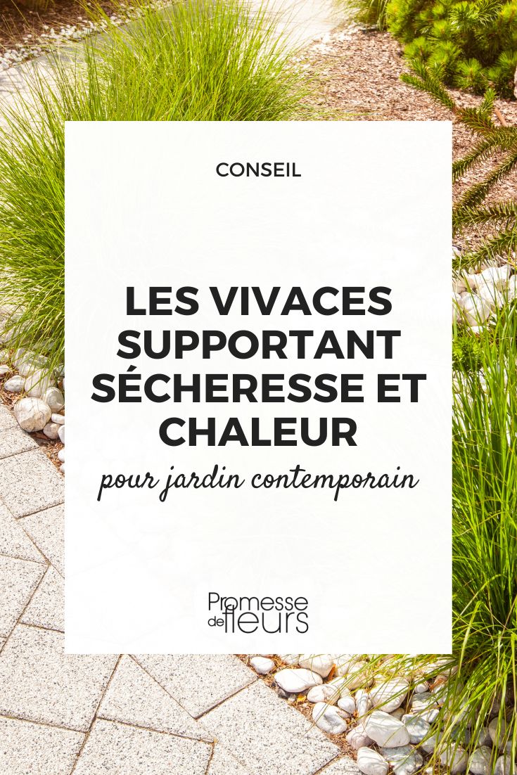 # Vivaces resistentes a la sequía y el calor para un jardín contemporáneo

Las plantas vivaces que toleran la sequía y el calor son ideales para crear jardines modernos de bajo mantenimiento. Estas especies adaptadas a condiciones áridas aportan texturas interesantes y requieren poco riego, perfectas para diseños paisajísticos contemporáneos.

Entre las mejores opciones encontramos:

- **Lavanda (Lavandula)**: Arbusto aromático con flores moradas que aporta estructura y fragancia al jardín
- **Salvia (Salvia officinalis)**: Follaje grisáceo y flores verticales que atraen polinizadores
- **Sedum (Sedum spp.)**: Suculentas con formas geométricas y floraciones tardías
- **Stipa (Stipa tenuissima)**: Gramínea ornamental que aporta movimiento con el viento
- **Agave (Agave spp.)**: Plantas escultóricas con formas arquitectónicas

Estas plantas mediterráneas y xerófitas combinan perfectamente en composiciones modernas con grava, piedra y materiales contemporáneos. Su resistencia natural las hace ideales para jardines sostenibles que requieren poco agua.

Al diseñar con estas especies, juega con sus siluetas, alturas y texturas para crear volúmenes interesantes. La paleta de grises, azules y verdes plateados aporta elegancia y sofisticación al espacio exterior.