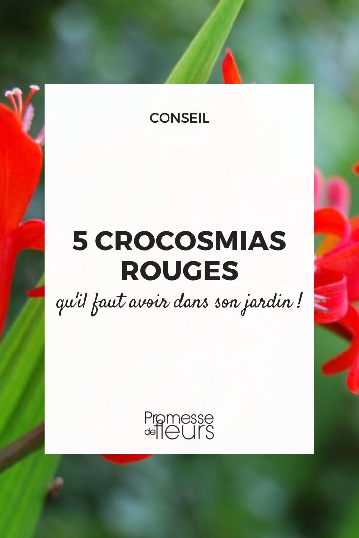 5 crocosmias rojas