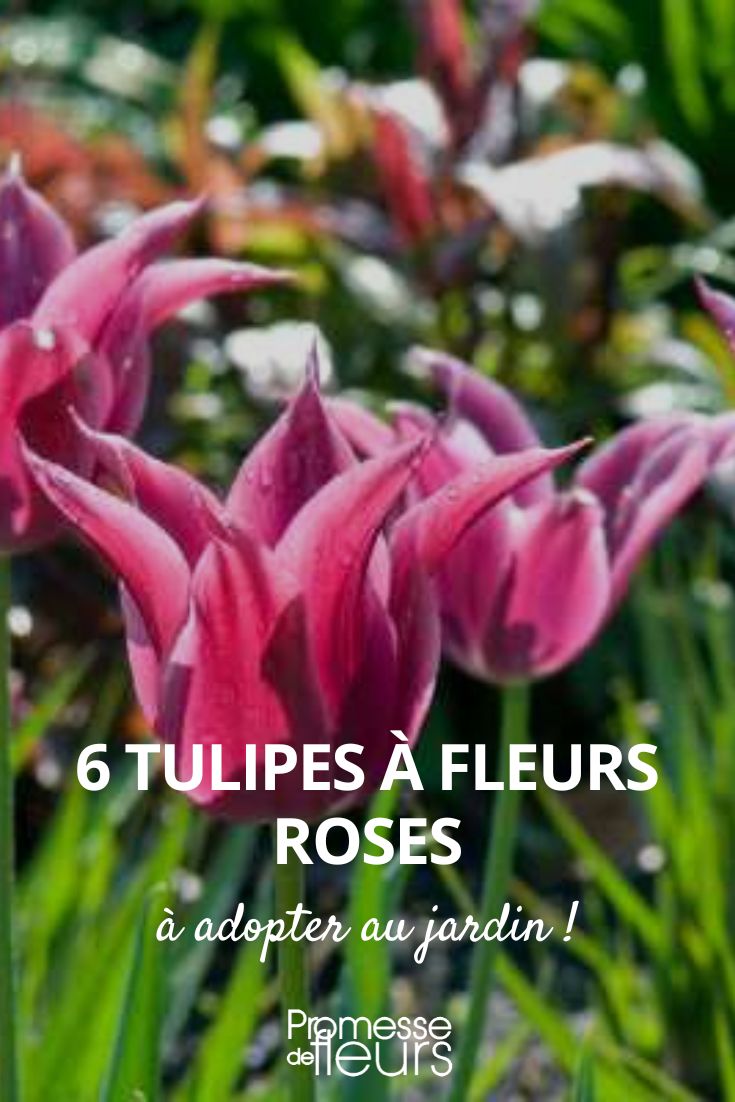 6 tulipanes de flores rosas