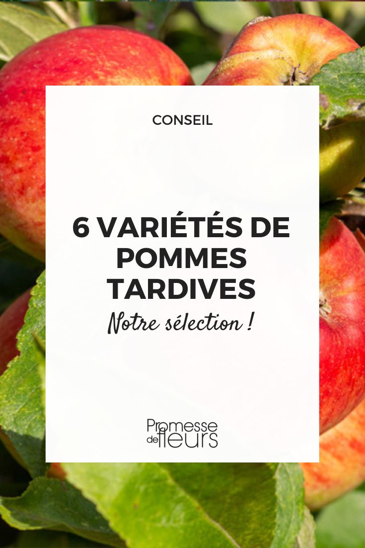 manzanos de cosecha tardía