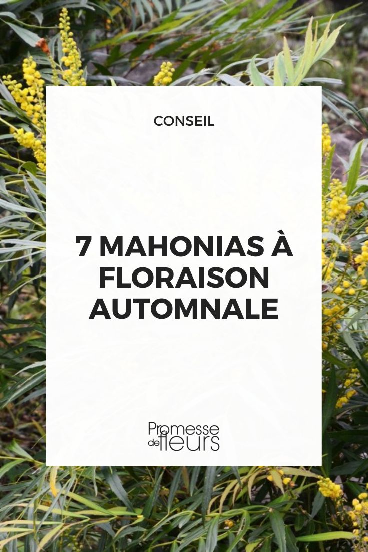 7 mahonias de floración otoñal