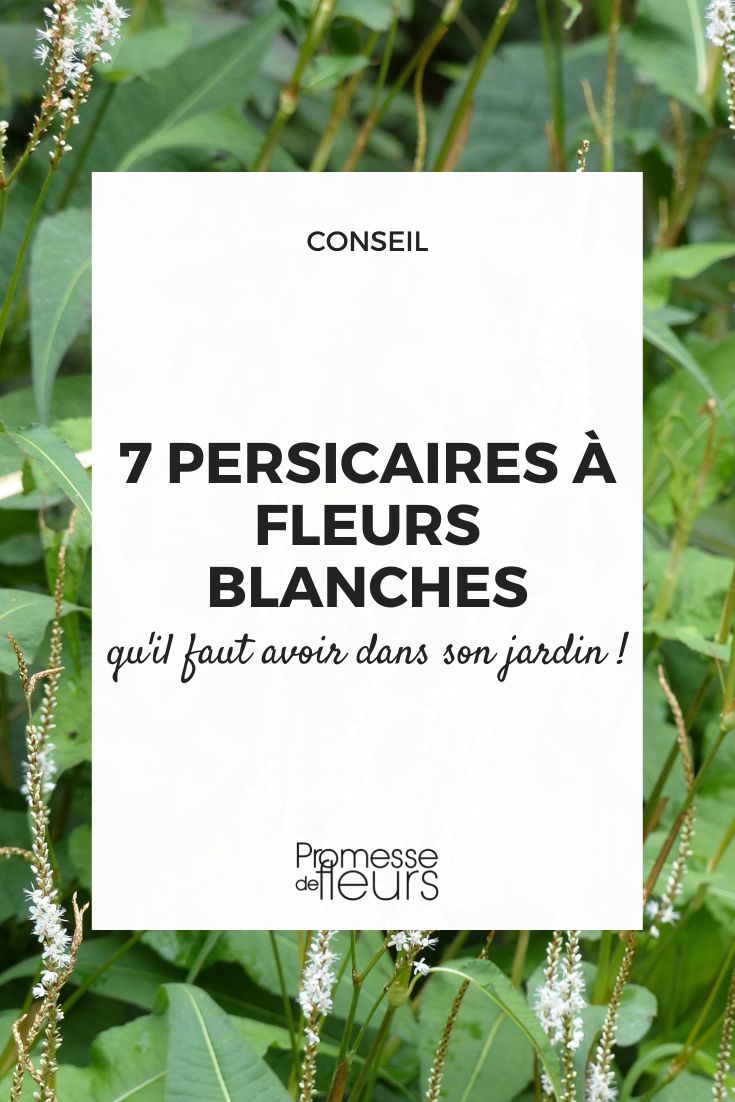 7 persicarias de flores blancas