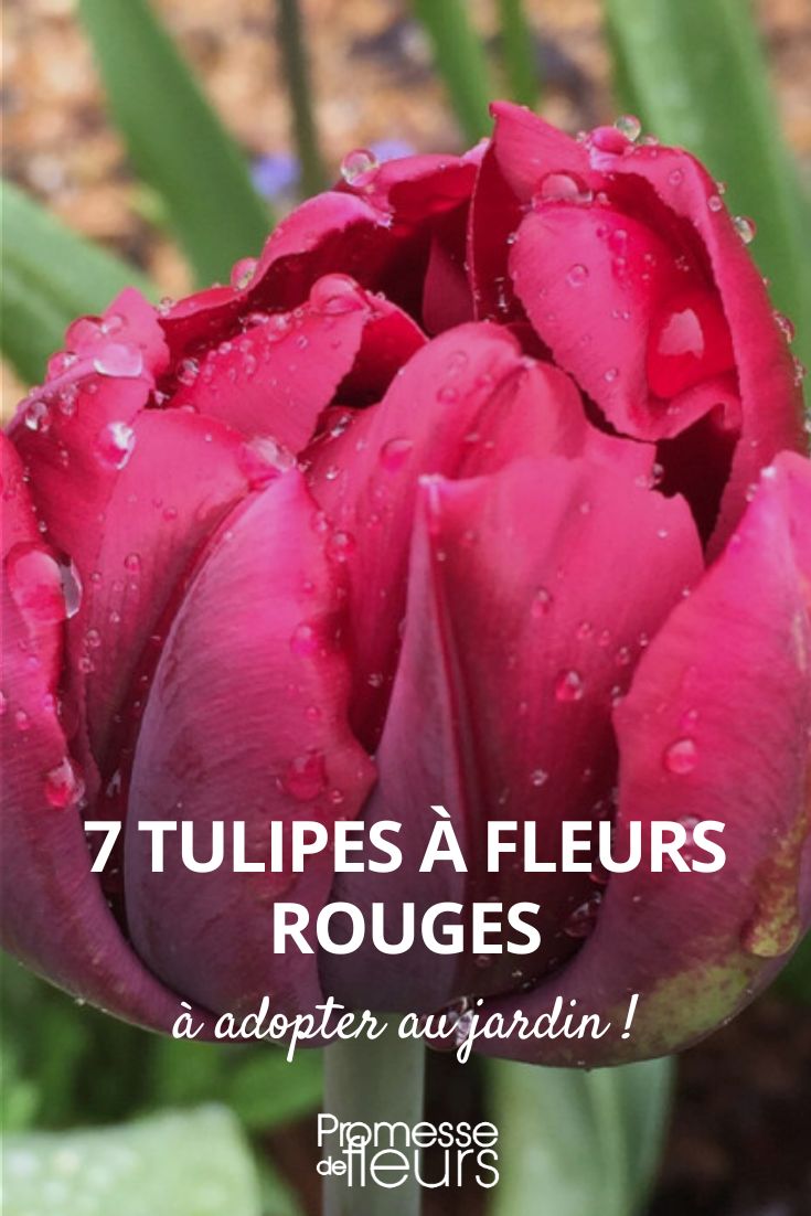 7 tulipanes de flores rojas