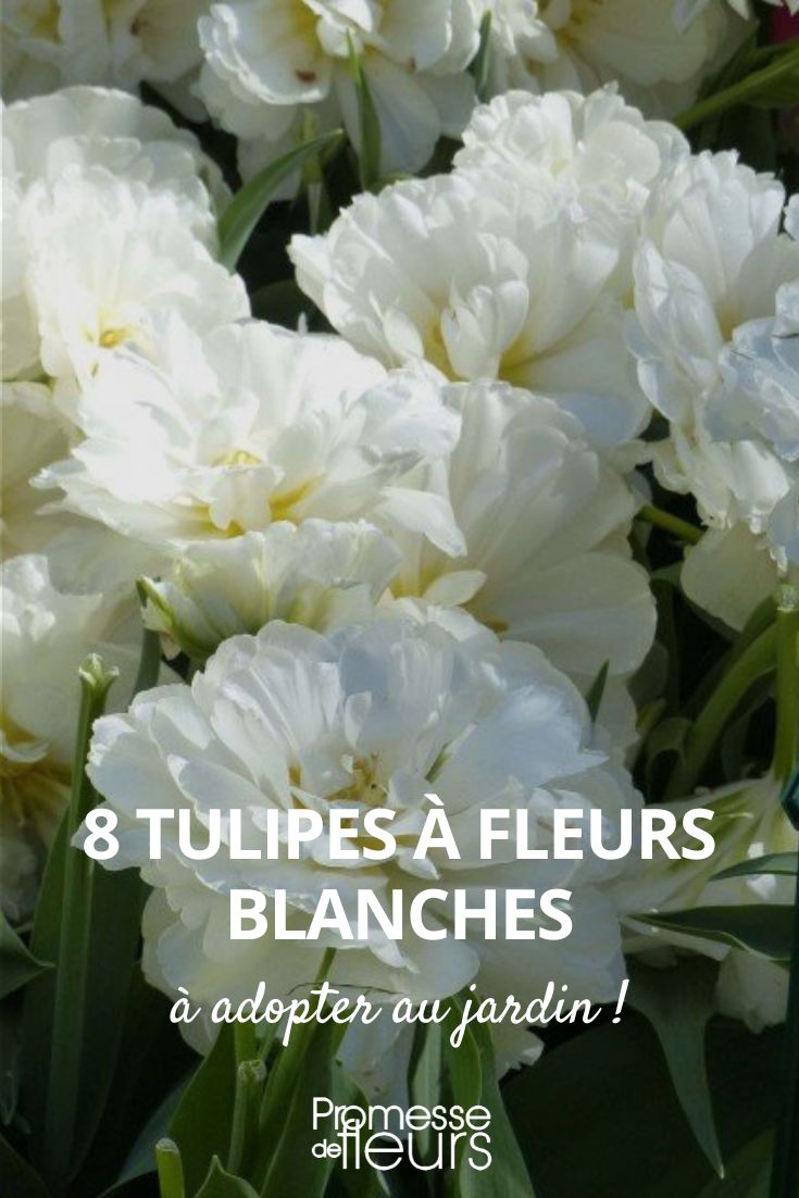 8 tulipanes de flores blancas