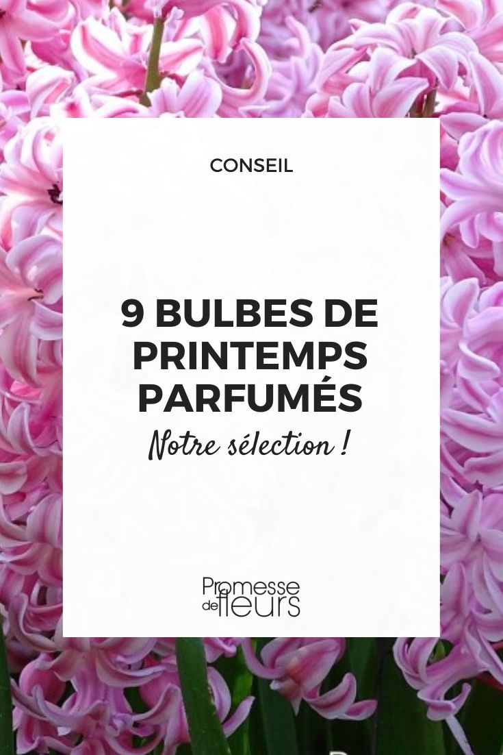 selección de bulbos de primavera con flores perfumadas