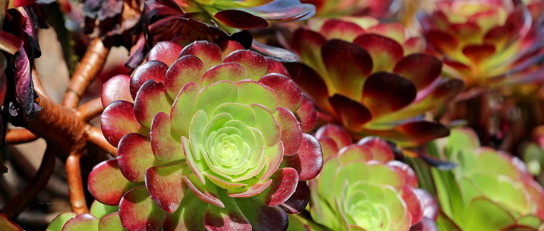 Aeonium: plantación, cultivo y cuidados