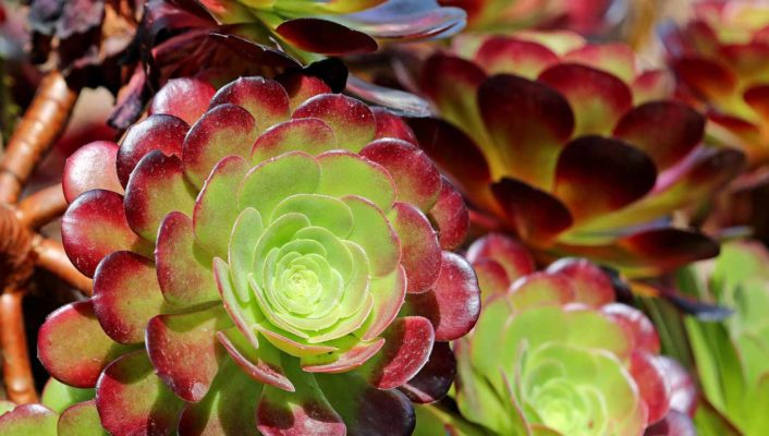 Aeonium: plantación, cultivo y cuidados