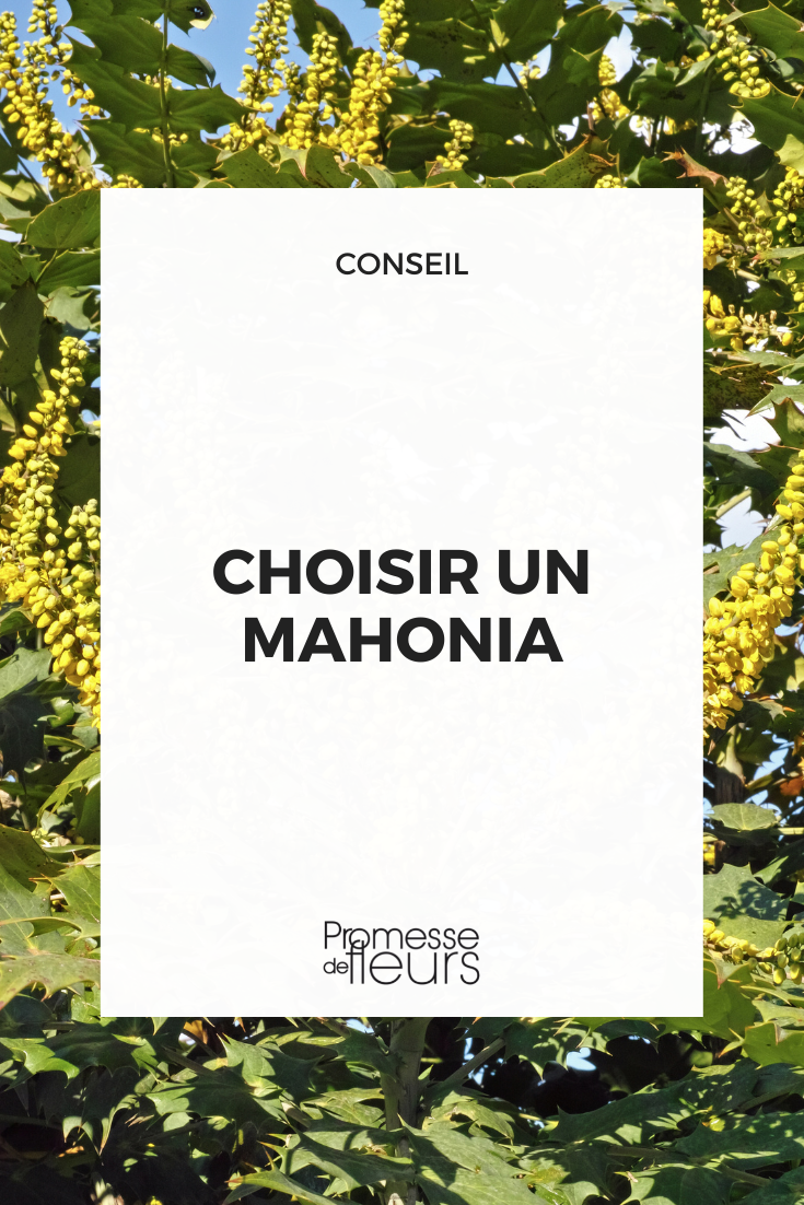 cómo elegir un mahonia