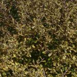 Corokia: Plantación y cuidados