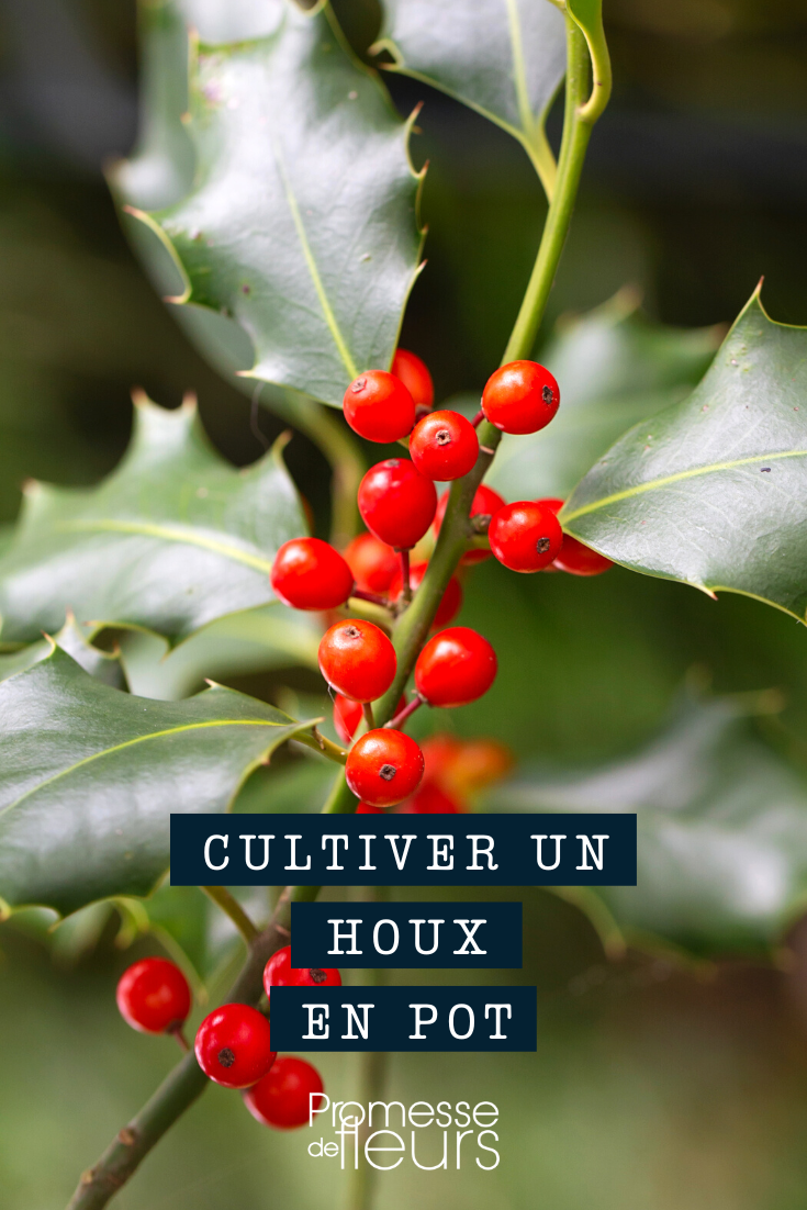 Cultivo del acebo (Ilex) en maceta o contenedor