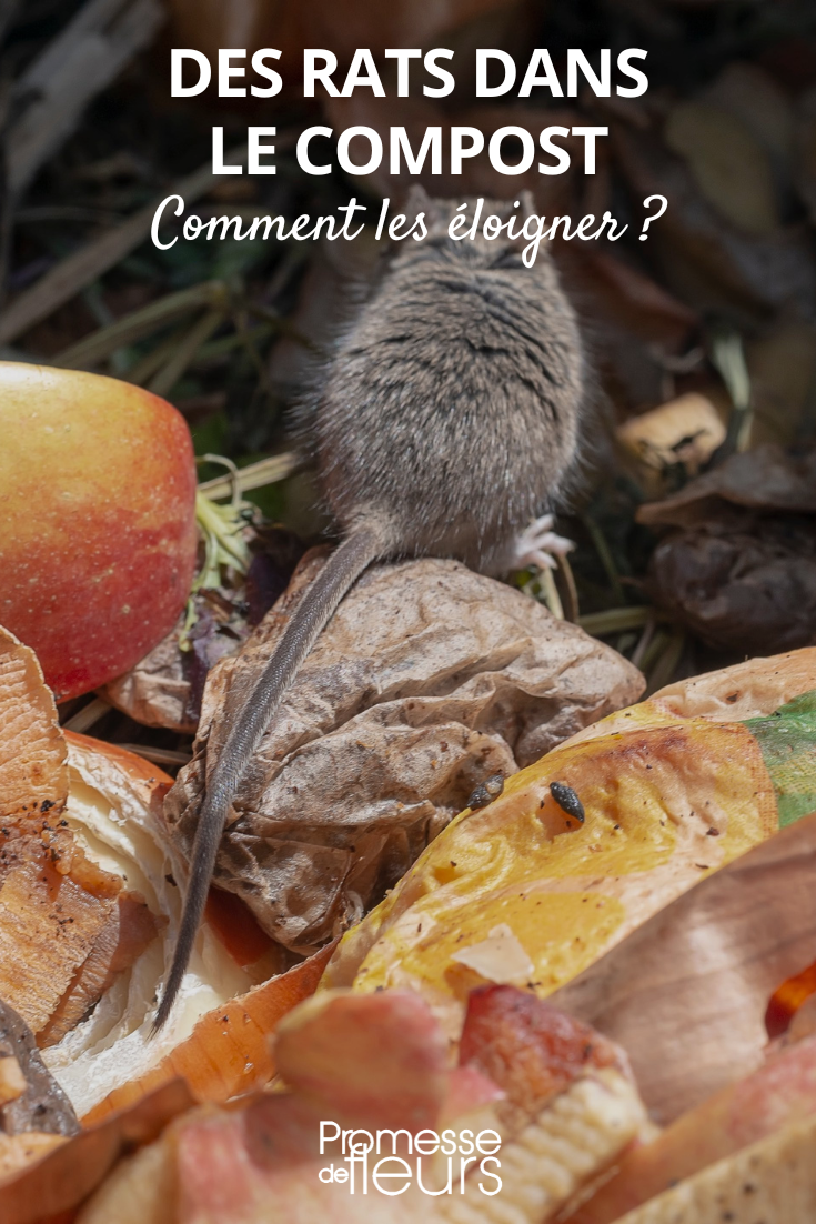 # Ratas en el compost: cómo ahuyentarlas

Los ratones y ratas pueden sentirse atraídos por tu compost, especialmente si contiene restos de comida. Aquí te dejamos algunos consejos para mantenerlos alejados de manera natural:

**1. Evita ciertos alimentos**
- No añadas carne, pescado, lácteos o alimentos cocinados
- Los cítricos en exceso también pueden atraer roedores

**2. Mezcla bien los materiales**
- Alterna capas de materiales verdes (restos de comida) y marrones (hojas secas, cartón)
- Remueve el compost regularmente para airearlo

**3. Usa una compostera adecuada**
- Elige un modelo cerrado con tapa
- Asegúrate que no tenga agujeros grandes
- Puedes colocar una malla metálica en la base

**4. Remedios naturales repelentes**
- Añade hojas de menta o laurel
- Espolvorea pimienta de cayena o posos de café
- Coloca bolas de naftalina alrededor (no dentro) del compost

**5. Mantén el área limpia**
- No dejes restos de comida alrededor
- Guarda los residuos orgánicos en un cubo cerrado hasta llevarlos al compost

Con estos sencillos métodos podrás mantener tu compost libre de roedores sin necesidad de usar productos químicos dañinos. ¡Tu compost y el medio ambiente te lo agradecerán!