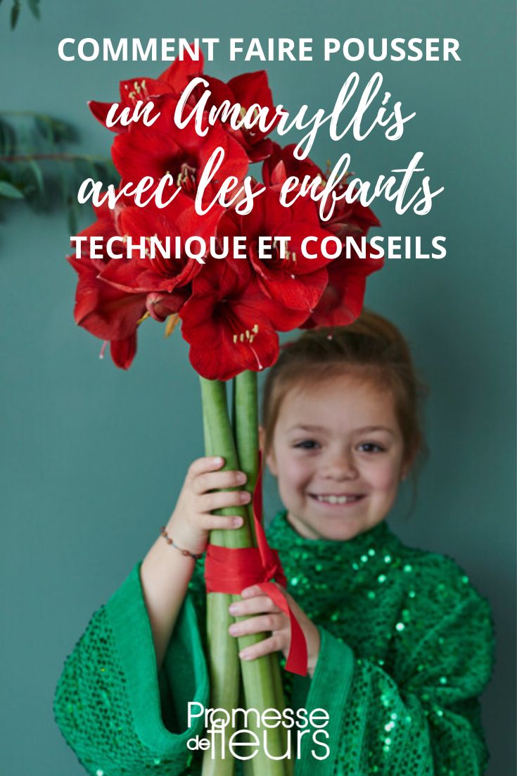 tutorial con los niños: plantar un Amaryllis