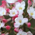 5 viburnos aromáticos para adoptar en el jardín