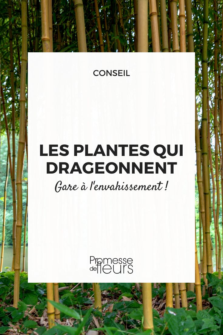 phyllostachys (no requiere traducción, es el nombre científico del género de bambú)