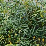 7 Mahonias con Floración otoñal