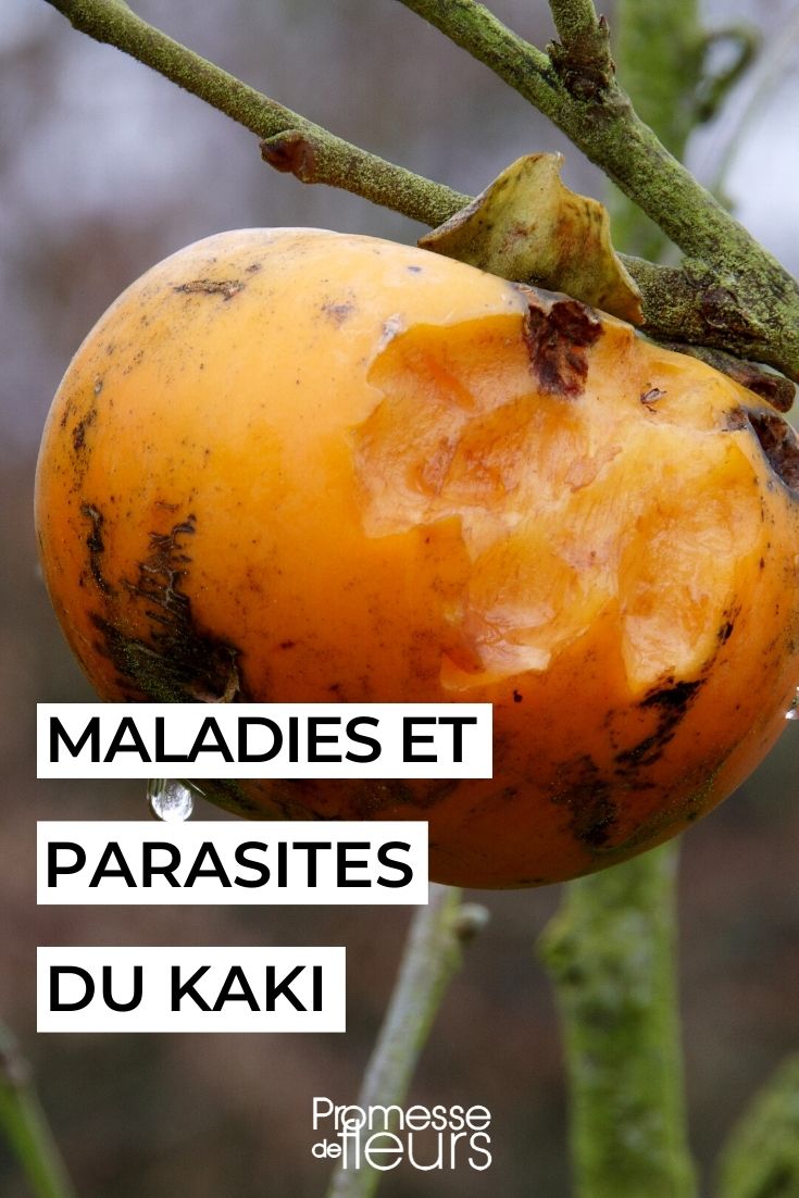 # Enfermedades y plagas del caqui (Diospyros kaki)

## Principales enfermedades del caqui

### Antracnosis
- **Síntomas**: Manchas oscuras en hojas y frutos, que pueden pudrirse
- **Tratamiento**: Fungicidas a base de cobre, poda de ramas afectadas

### Podredumbre de la raíz (Phytophthora)
- **Síntomas**: Amarilleamiento de hojas, marchitamiento, muerte regresiva
- **Prevención**: Buen drenaje del suelo, evitar exceso de riego

### Mancha foliar bacteriana
- **Síntomas**: Pequeñas manchas aceitosas en hojas que se vuelven necróticas
- **Control**: Eliminar hojas infectadas, aplicar tratamientos con cobre

## Plagas comunes del caqui

### Mosca de la fruta
- **Daños**: Frutos con orificios y larvas en el interior
- **Control**: Trampas cromáticas, insecticidas específicos

### Cochinillas
- **Síntomas**: Insectos en ramas y hojas, melaza y fumagina
- **Tratamiento**: Aceites minerales en invierno, jabón potásico

### Ácaros
- **Daños**: Hojas decoloradas y con punteaduras
- **Solución**: Aumentar humedad ambiental, acaricidas si es necesario

## Consejos de prevención
- Elegir variedades resistentes
- Mantener el árbol bien podado y aireado
- Realizar tratamientos preventivos en primavera
- Eliminar frutos y hojas caídas para evitar propagación

¡Con estos cuidados podrás disfrutar de deliciosos caquis sanos en tu jardín!