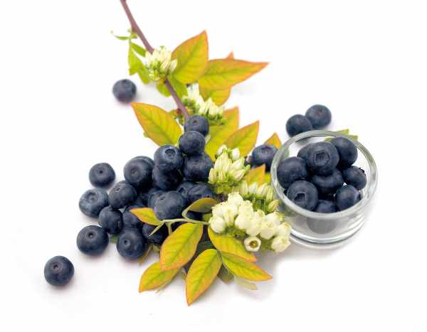 Arándano en arbusto « Yello Berryblue »®