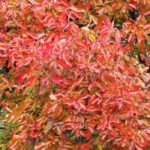 Nyssa, Tupelo o Tupélo: plantación y cuidados