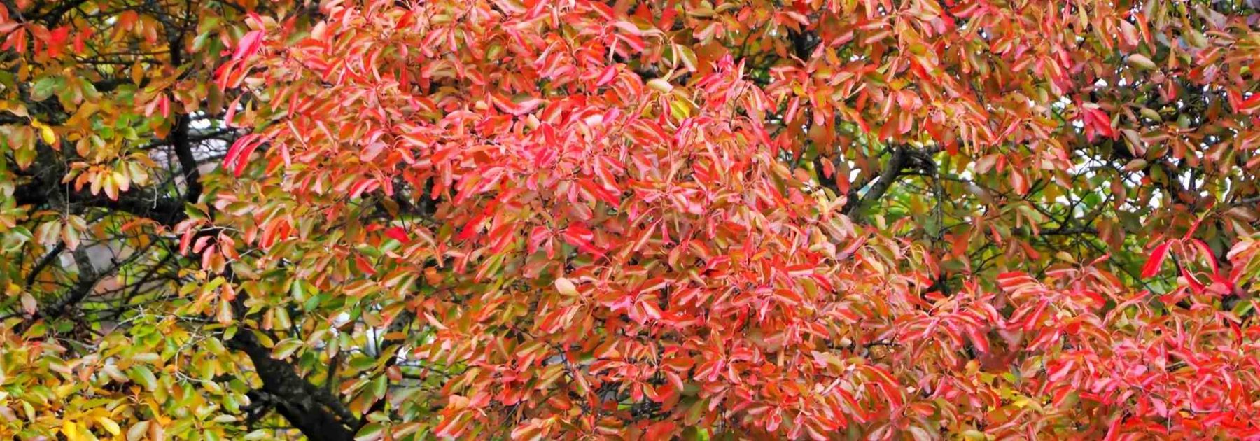 Nyssa, Tupelo o Tupélo: plantación y cuidados