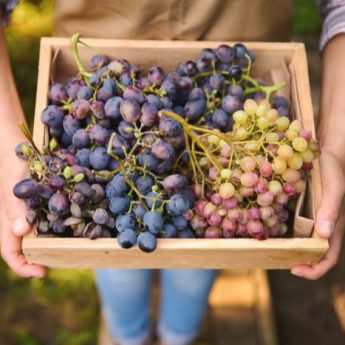 ¿Cómo conservar las uvas?