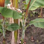 Las plantas que vienen con chupones