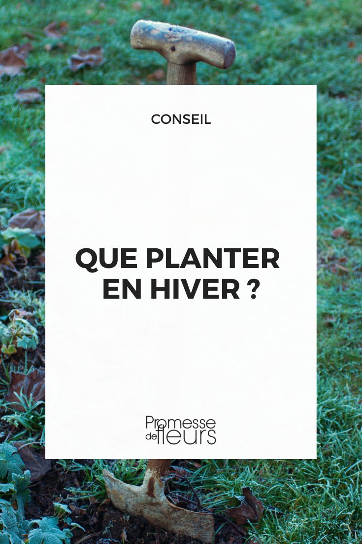 ¿Qué se puede plantar en época invernal?
