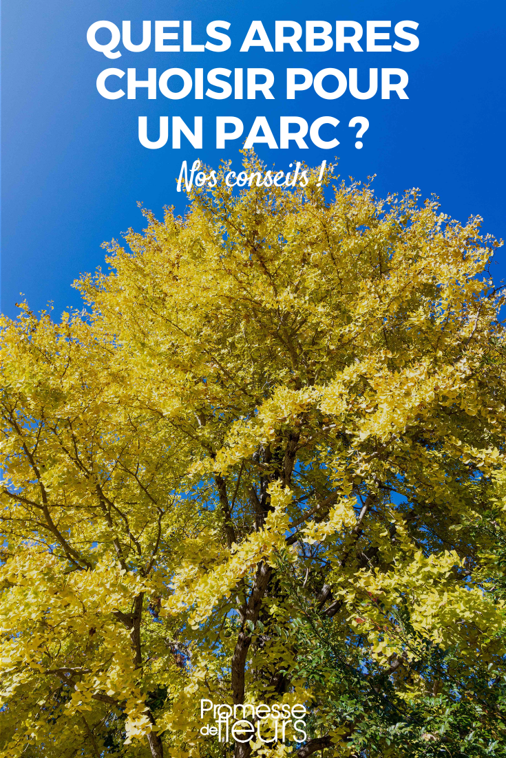 elegir un árbol para plantar en un parque