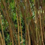 Semiarundinaria - Bambú: plantar y cultivar
