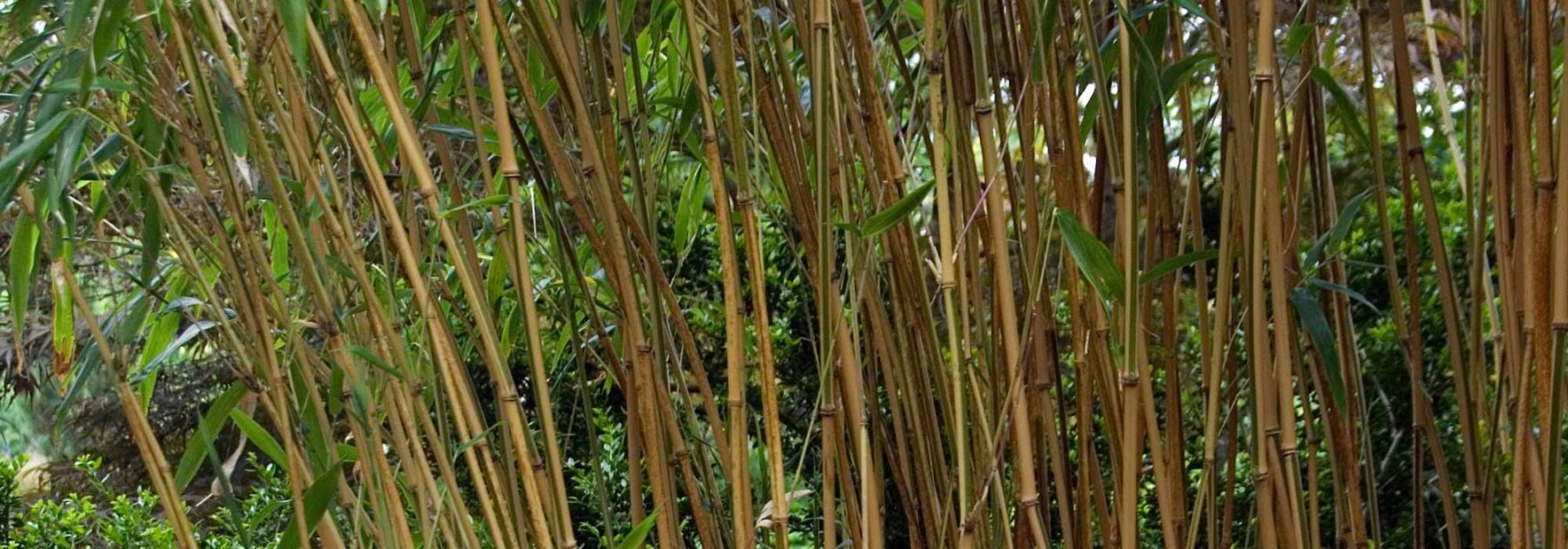 Semiarundinaria - Bambú: plantar y cultivar