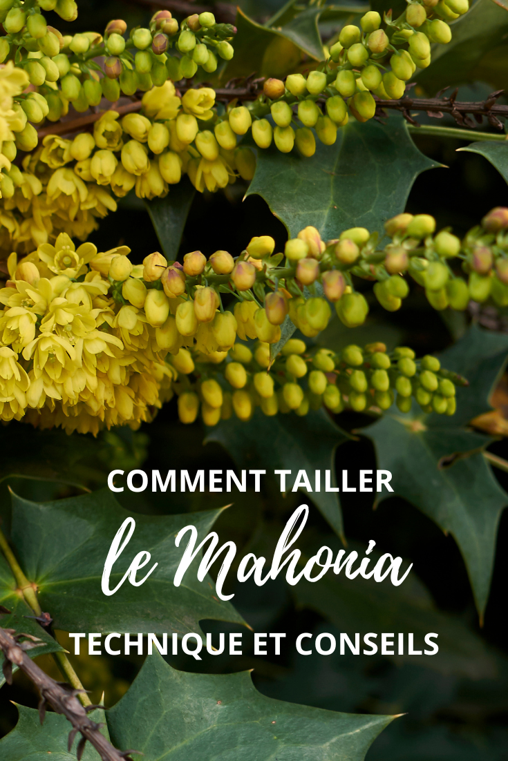 la poda del Mahonia