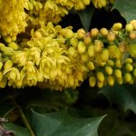 Podar la Mahonia: ¿cuándo y cómo?