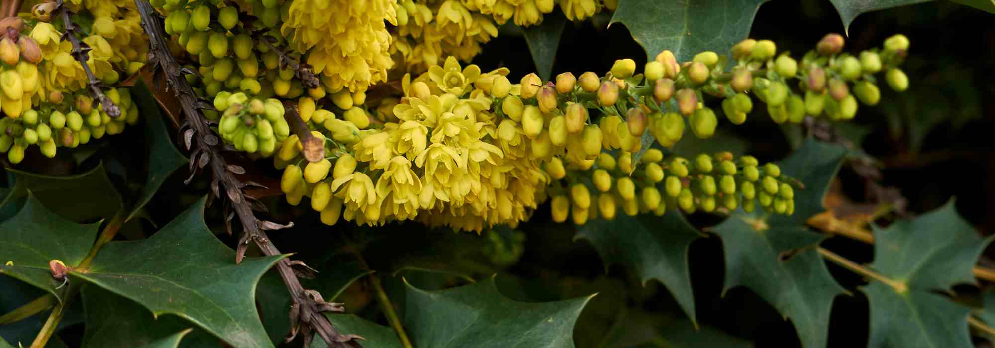 Podar la Mahonia: ¿cuándo y cómo?