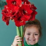 Cultivar una Amarilis con los niños