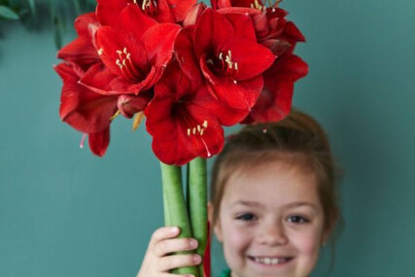 Cultivar una Amarilis con los niños