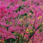 Árboles para todas las estaciones