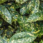 Asociar la Aucuba o el Aucuba (Laurier du Japon)