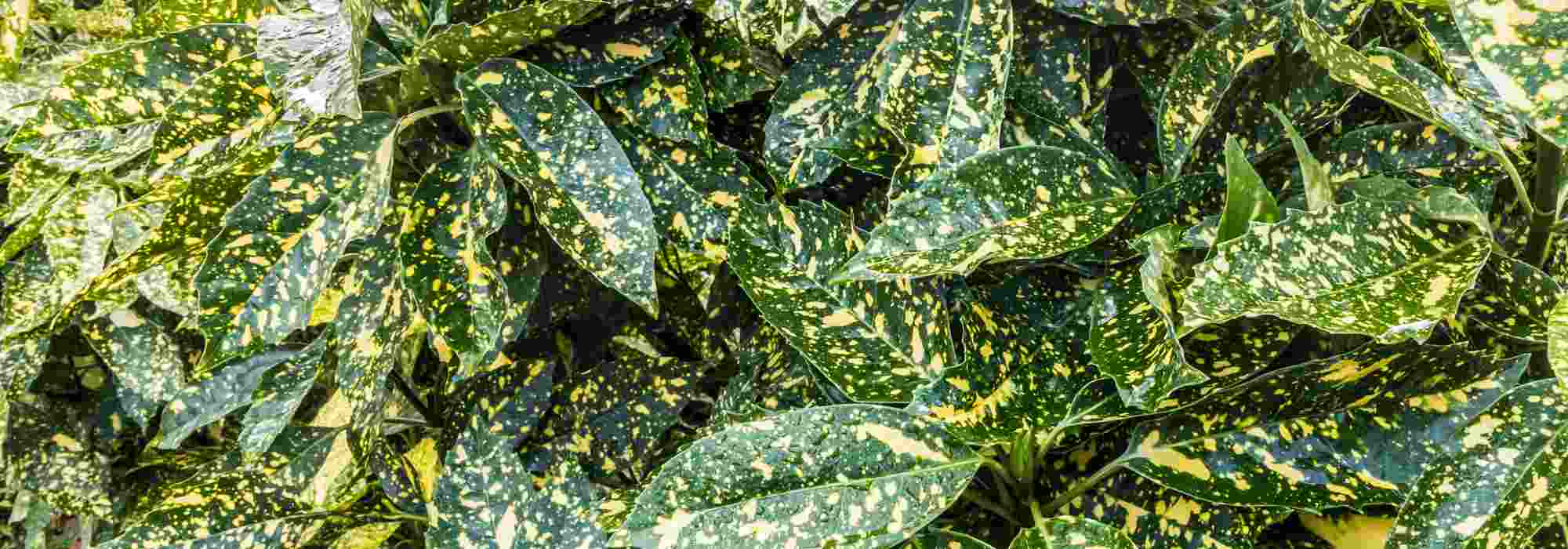 Asociar la Aucuba o el Aucuba (Laurier du Japon)