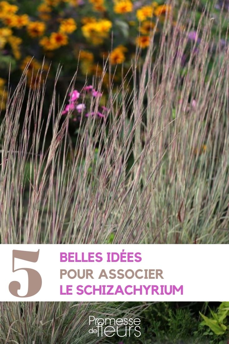 asociar el schizachyrium