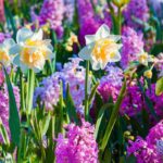 Bulbos: flores para todas las estaciones