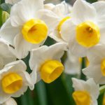 9 bulbos de primavera perfumados