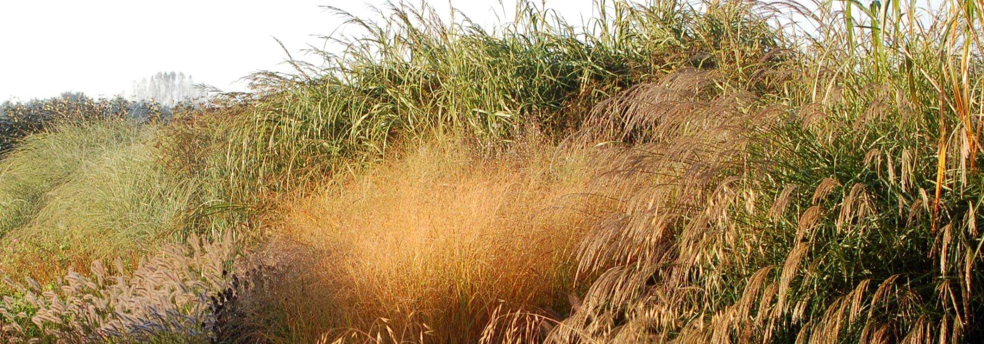 ¿Cómo hacer un seto de gramíneas?