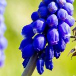 8 bulbos primaverales melíferos para los polinizadores