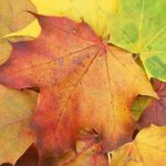 La recogida de hojas: ¿qué dice la ley?