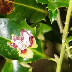 Enfermedades y parásitos del acebo
